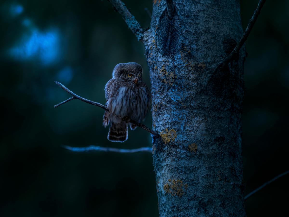 Ritmos circadianos y personas búho. Cómo&nbsp;funcionan